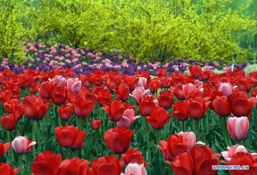 Blooming Tulip Flowers At Garden China Org Cn