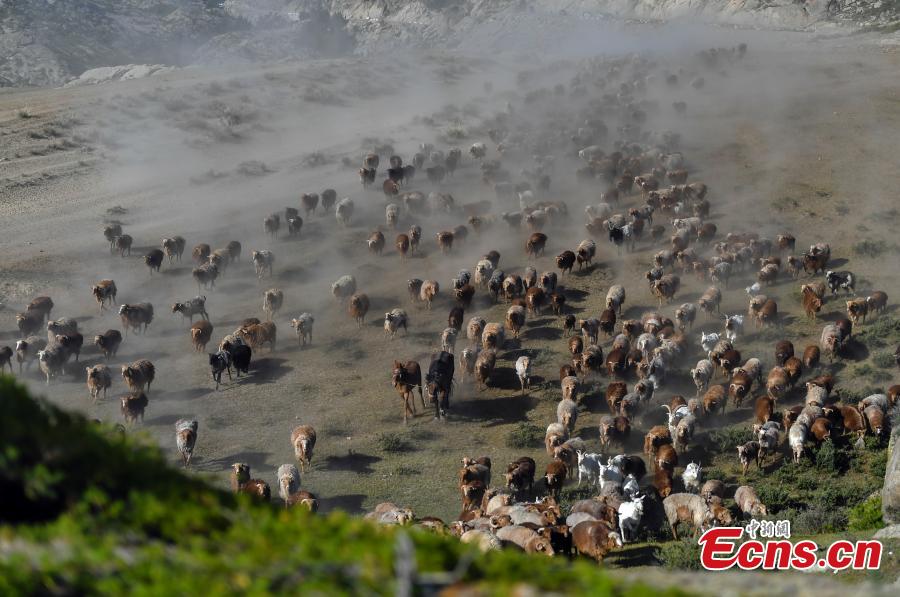 Seasonal livestock migration in Altay