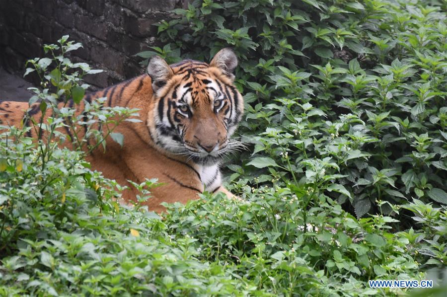 South China Tigers Seen In Fujian China cn
