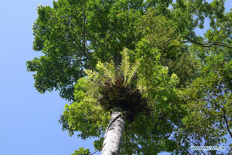 Scenery Of Tropical Rainforest In South Chinas Hainan Cn