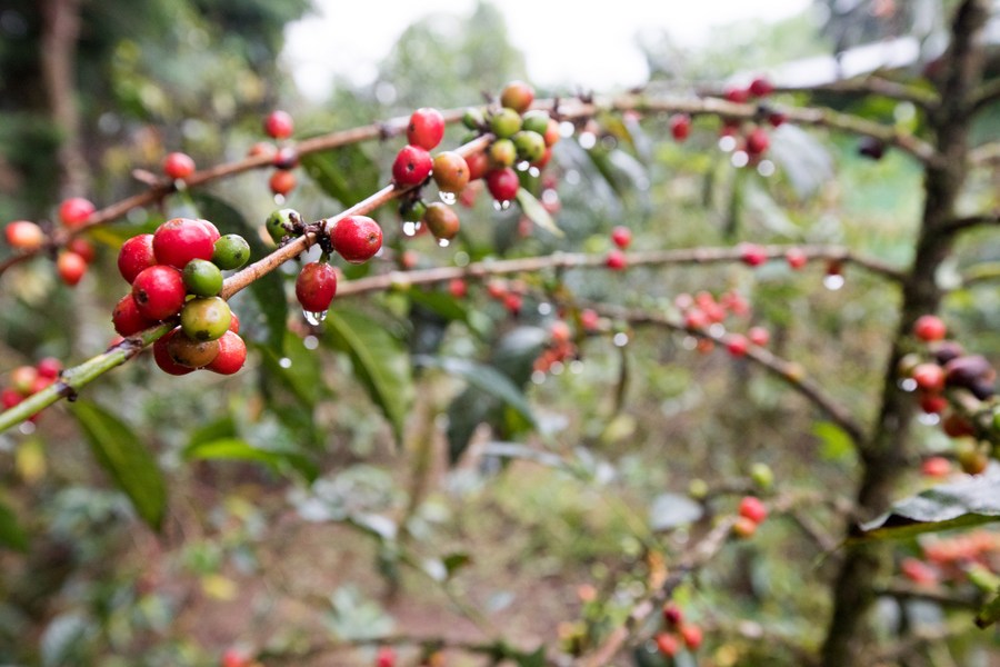 China's imports of African agricultural products still expanding