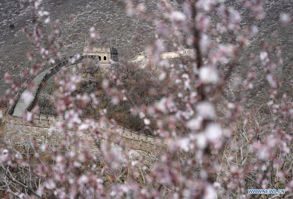 spring scenery of mutianyu great wall in beijing