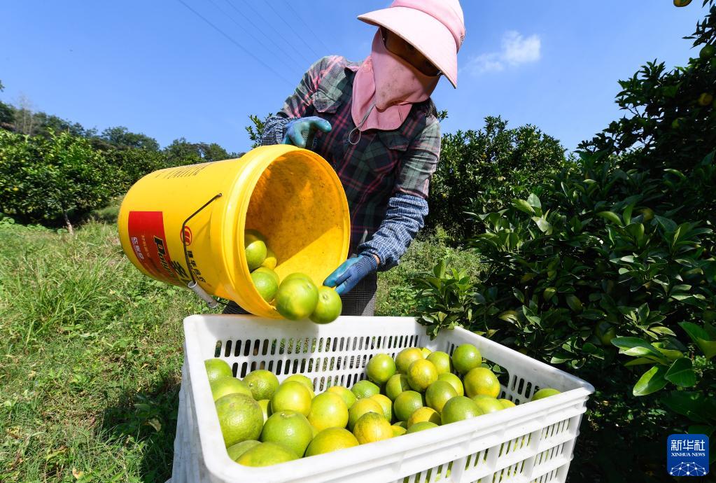 Farmers busy harvesting green oranges in Hainan