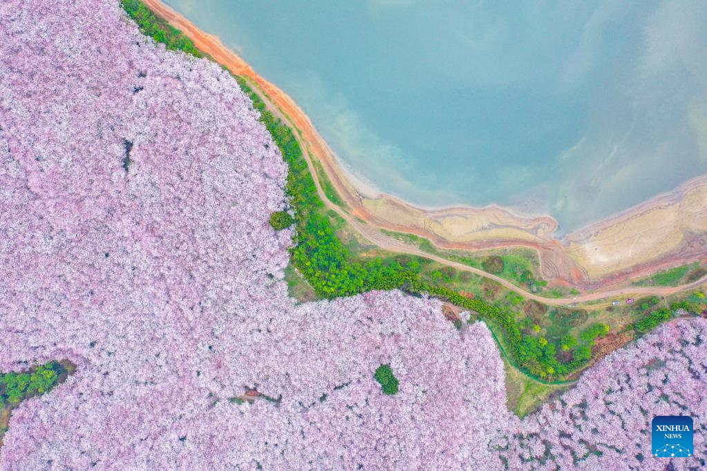 Blooming Cherry Blossoms In Guizhou Province Attract Tourists China Org Cn