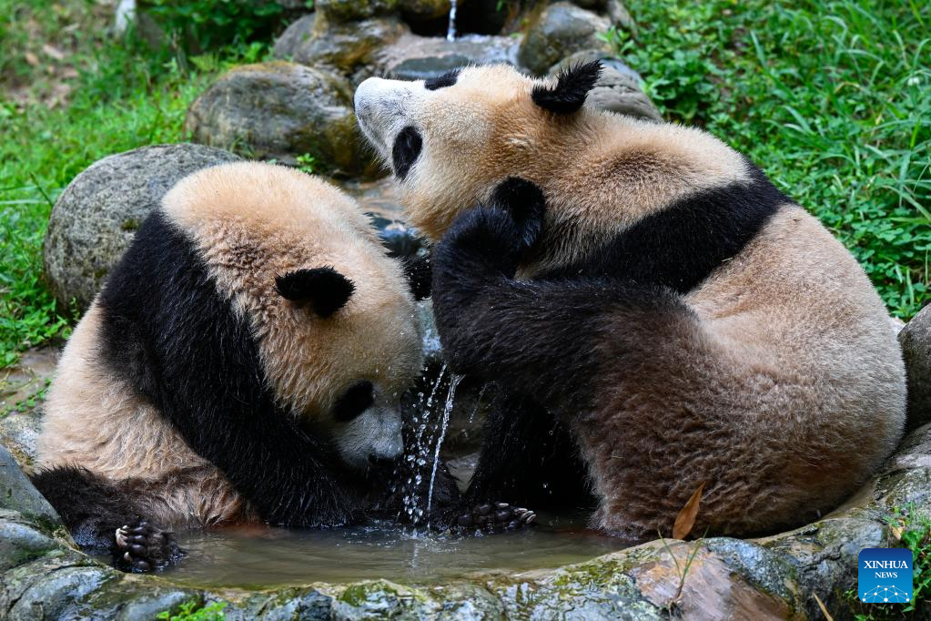 Measures taken to help giant pandas cool off in SW China's Sichuan