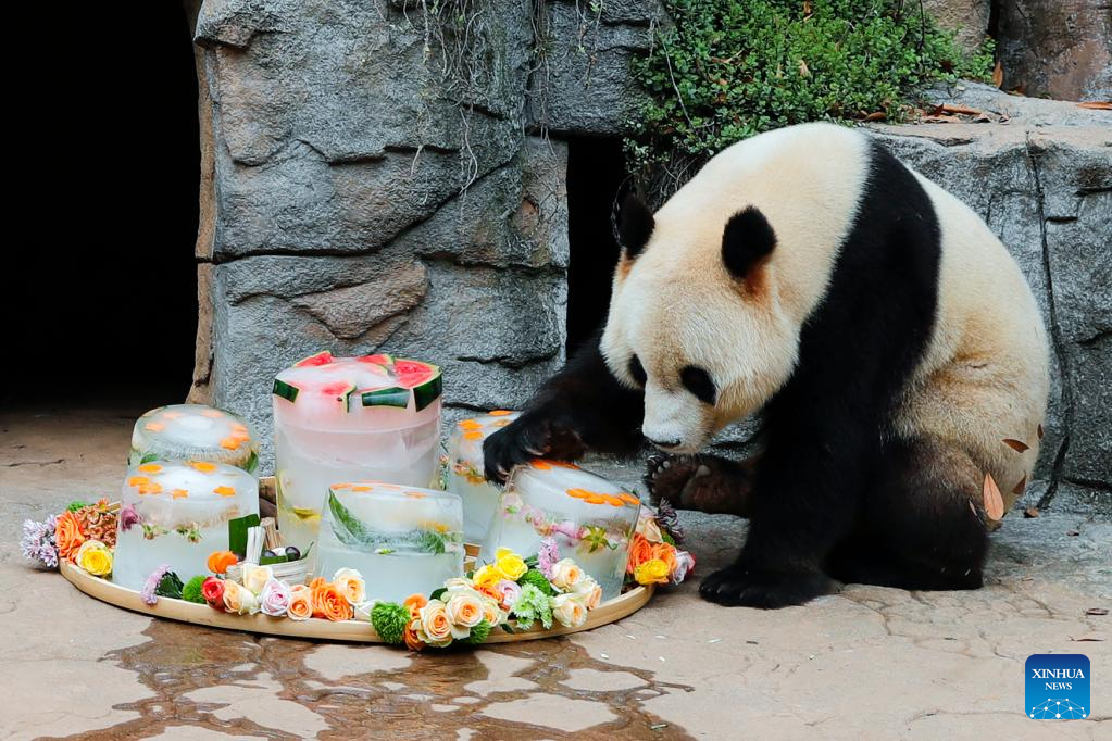 Measures taken to help giant pandas cool off in SW China's Sichuan