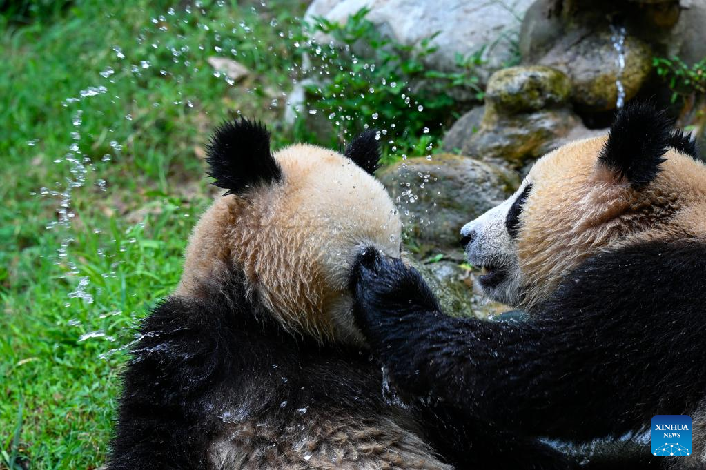 Measures taken to help giant pandas cool off in SW China's Sichuan