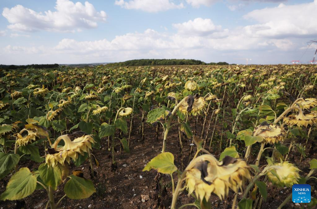 Europe Facing Worst Drought In 500 Years: EU Agency - China.org.cn