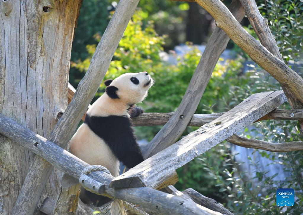 Giant Pandas Celebrate Third Birthday In Zoo Berlin- China.org.cn