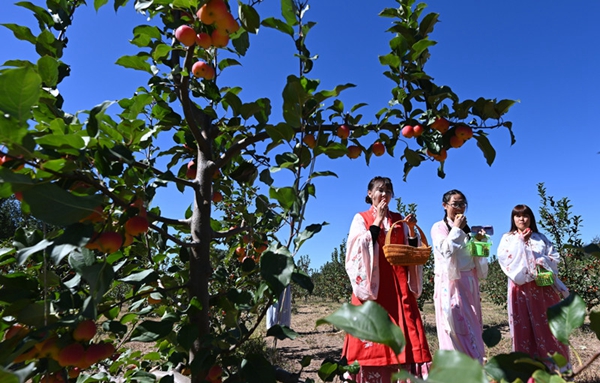 Bumper harvest of Chinese crabapples in Yanqing