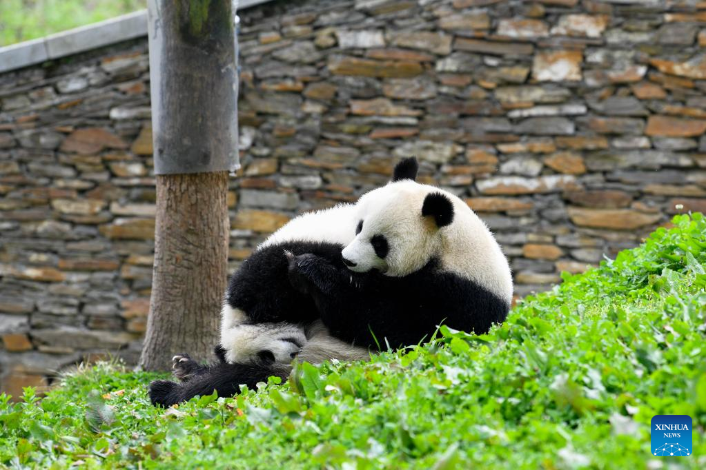 National park boosts panda protection, benefits locals