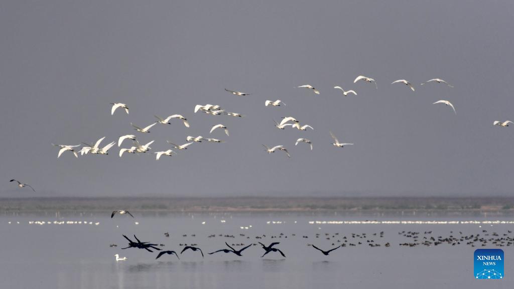 Wintering Migrant Birds Arrive At Dongting Lake Wetland In C China 