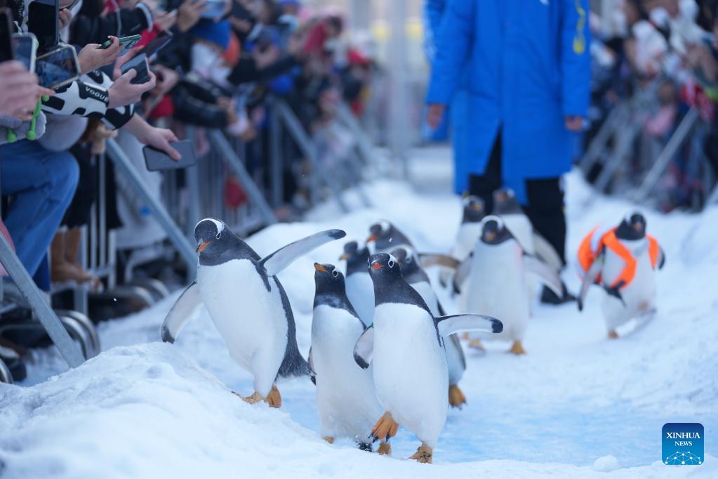 Penguins Draw Great Attention At Harbin Polarland China Org Cn