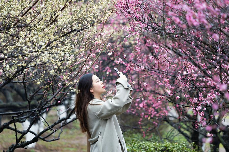Int'l plum blossom festival kicks off in Nanjing