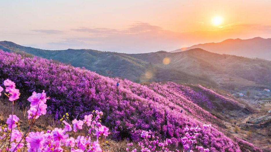 Azalea Scenic Spot In Huangling Village, Ne China - China.org.cn