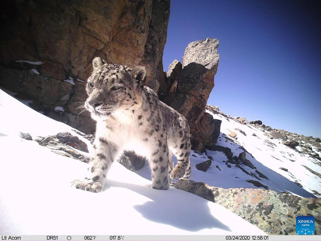 over-100-snow-leopards-estimated-in-qomolangma-reserve-china-cn