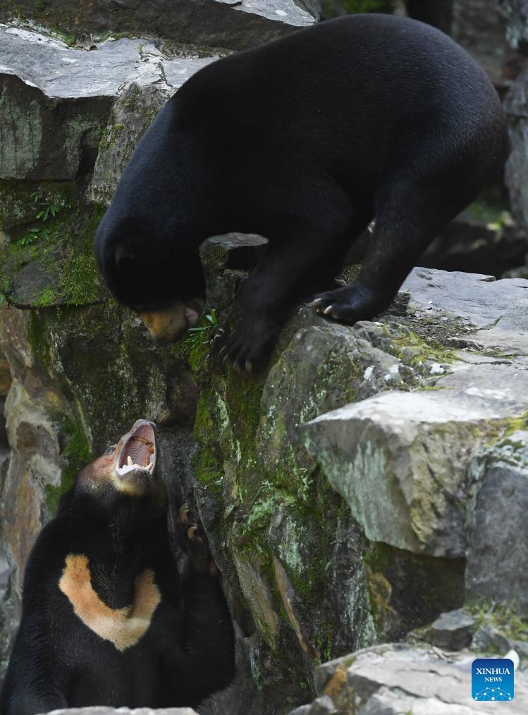 Sun Bears Attract Tourists At Hangzhou Zoo China cn