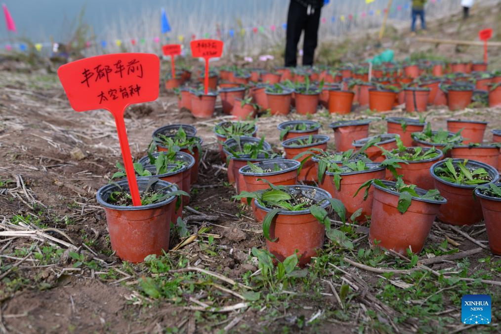 Rare, endangered plants reintroduced into China's Three Gorges Reservoir area