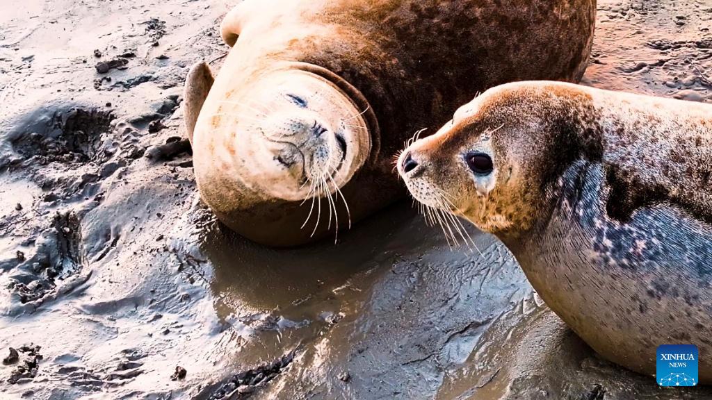NE China bay sees increasing migratory harbor seals
