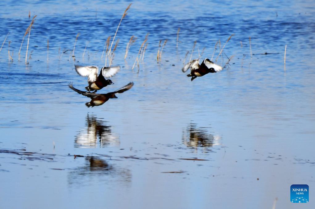 Rare birds spotted in north China's wetland