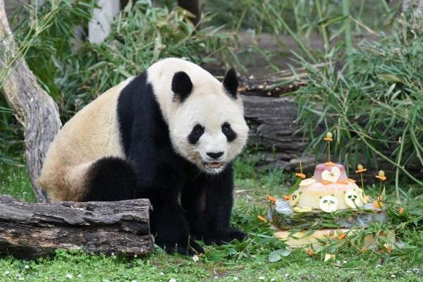 China to send Spain new giant panda couple on April 29