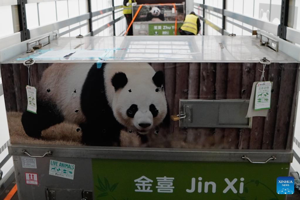 Chinese giant panda couple arrives in Spain