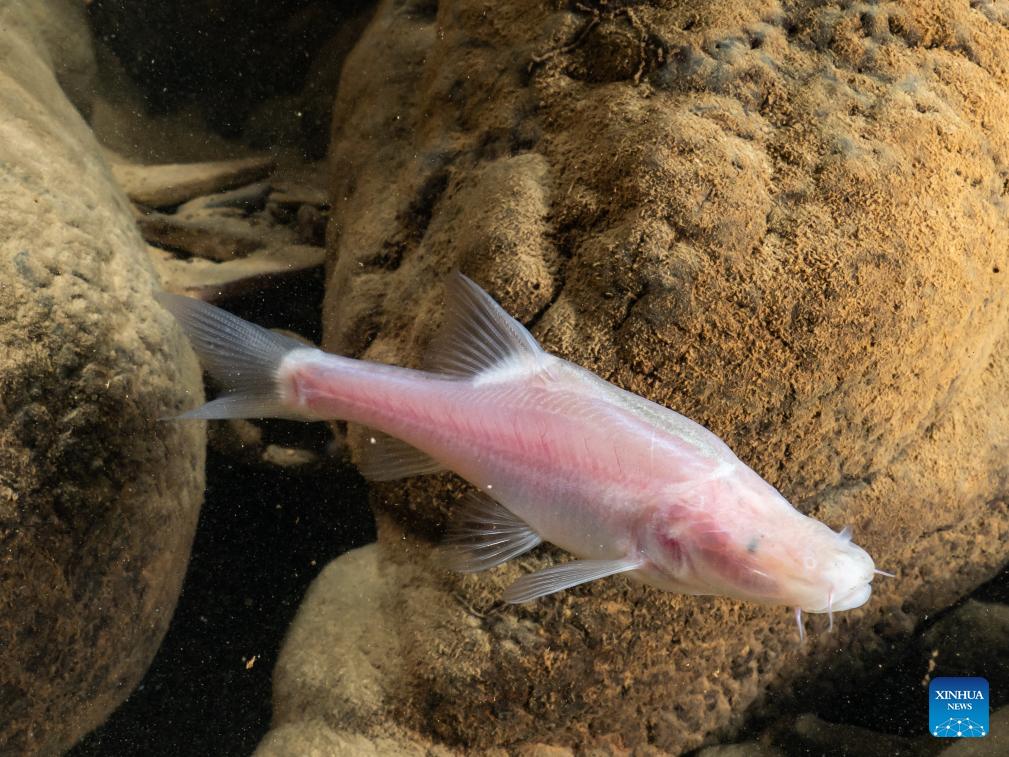 Blind fish species found in China's underground stream