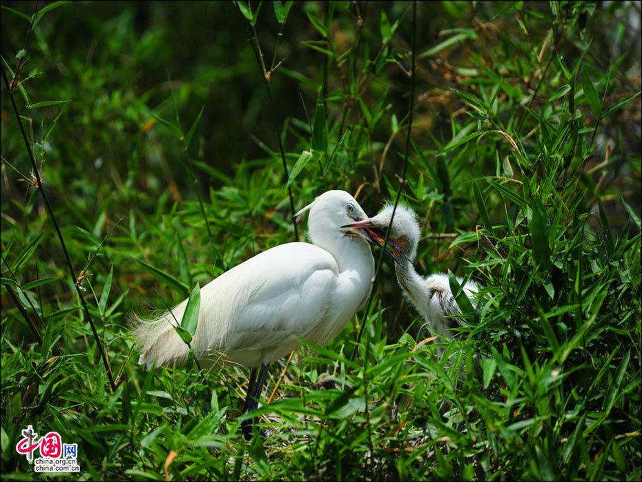 地理中国：广西防城港拍摄世界濒危鸟类
