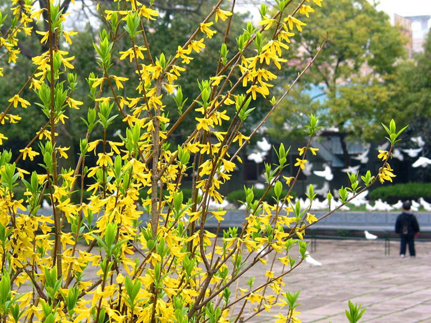 La floración de los Jasminumnudiflorum en el Parque Centenario despierta la primavera florecida 1
