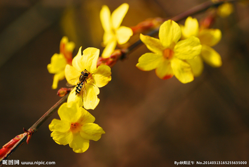 La floración de los Jasminumnudiflorum en el Parque Centenario despierta la primavera florecida 3