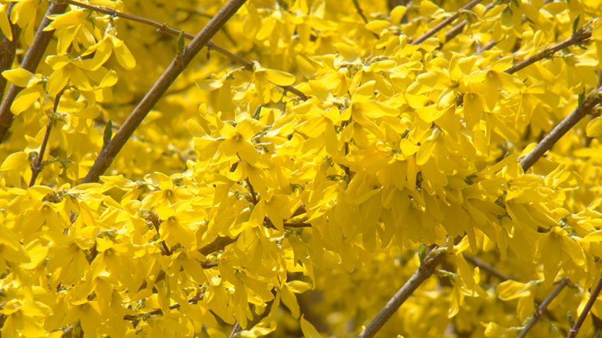 La floración de los Jasminumnudiflorum en el Parque Centenario despierta la primavera florecida 4