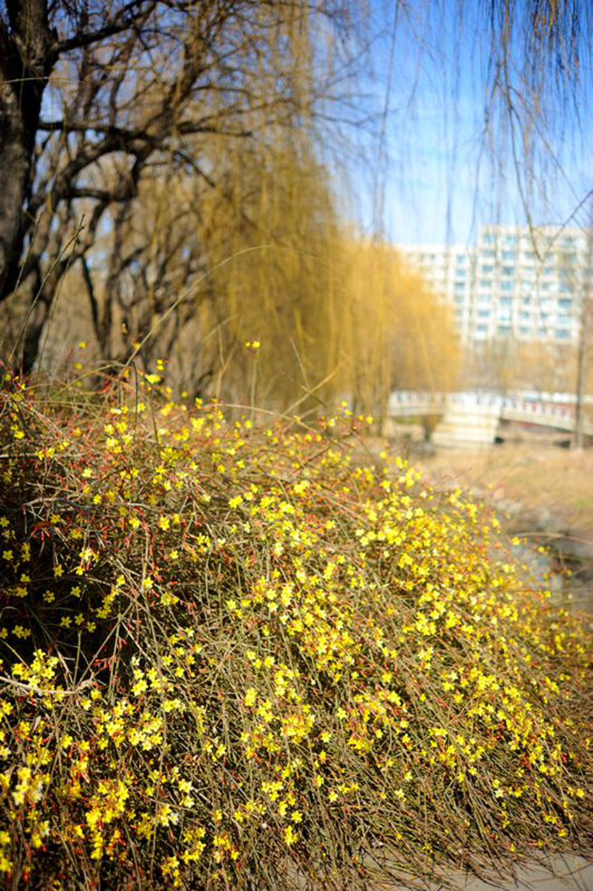 La floración de los Jasminumnudiflorum en el Parque Centenario despierta la primavera florecida 5