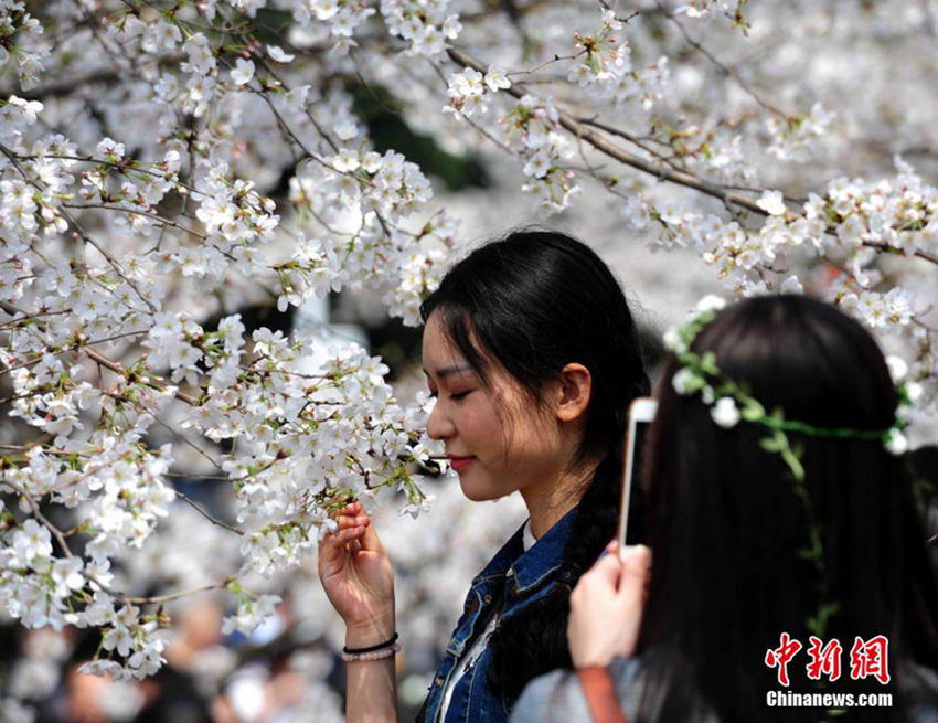 Las flores de cerezo de la Universidad de Wuhan atraen a grandes multitudes de turistas1