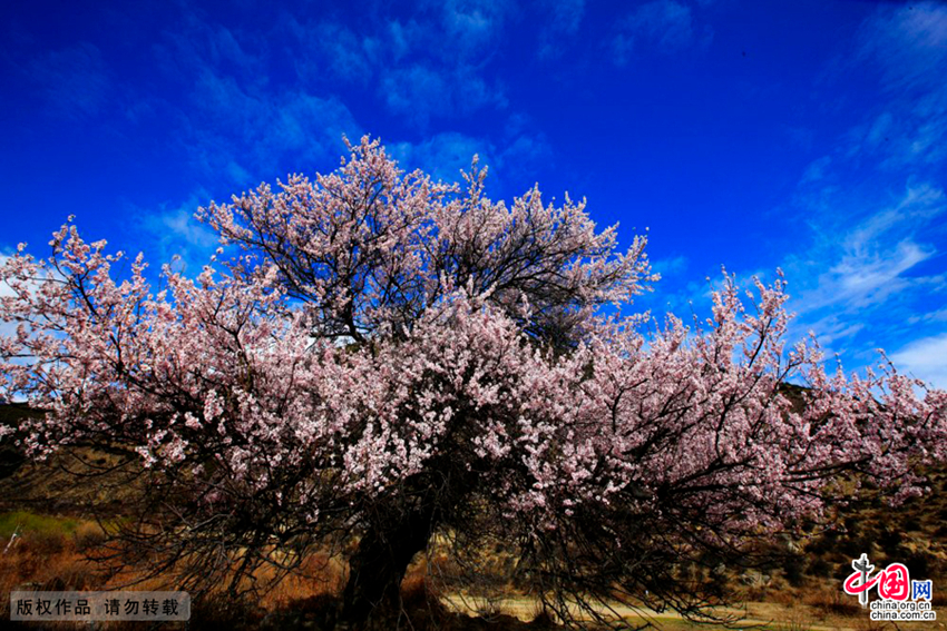 Linzhi, Tibet: las flores de melocotón tiñen el cielo altiplánico de rojo4