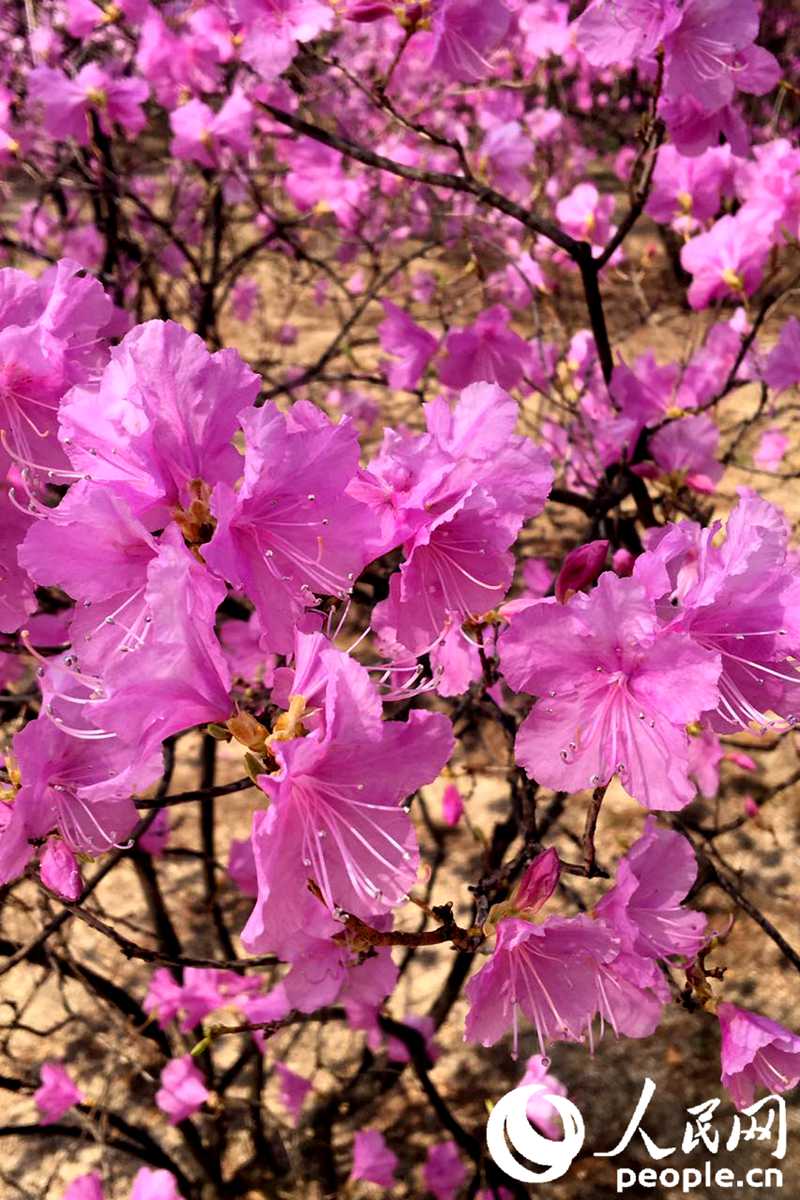 韩国春天的赏花胜地——德寿宫