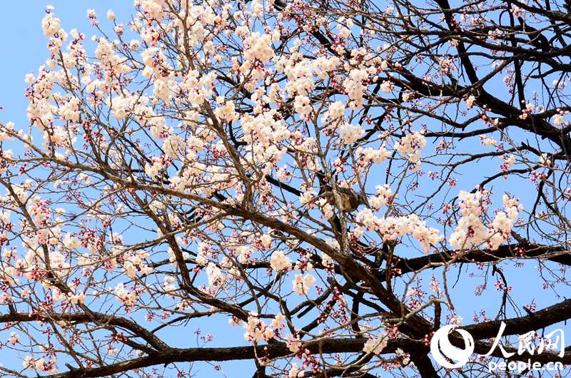 韩国春天的赏花胜地——德寿宫