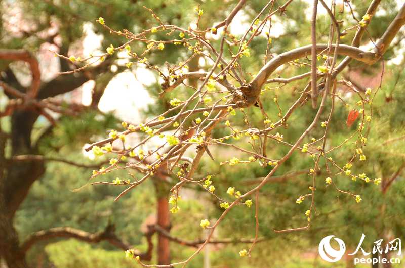 韩国春天的赏花胜地——德寿宫