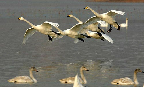 طيور البجع في بحيرة شنغتيان (صور)