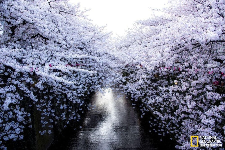 Beeindruckende Fotos der Kirschblüte_China.org.cn