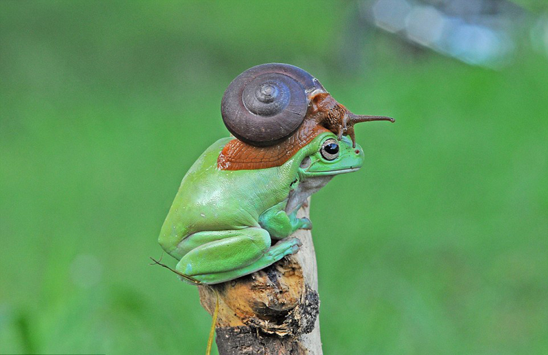 インドネシアで撮影 カエルとカタツムリの「合体」写真_中国網_日本語