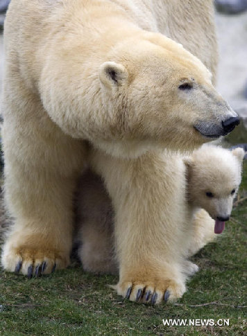 Polar bear cub Vicks meets public - China.org.cn