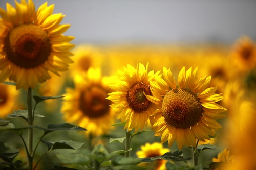 Sunflowers bloom along the Yellow River in Ningxia _ China.org.cn