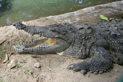 Thai authorities search for escaped crocodiles in flood - China.org.cn