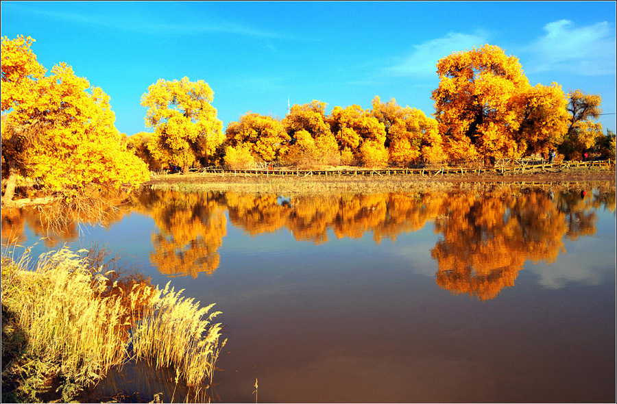 Photographing the amazing autumn scenery in Ejin Banner - China.org.cn