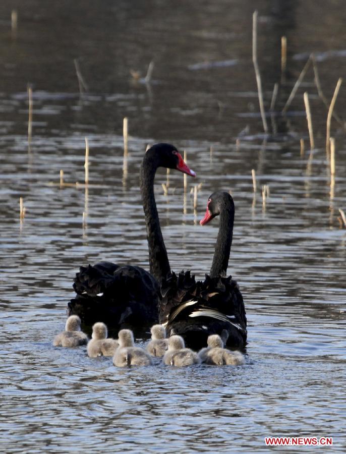 Fledging black swans enjoy parental love - China.org.cn