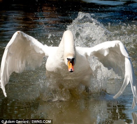 Arrogant swan protects its territorial waters - China.org.cn