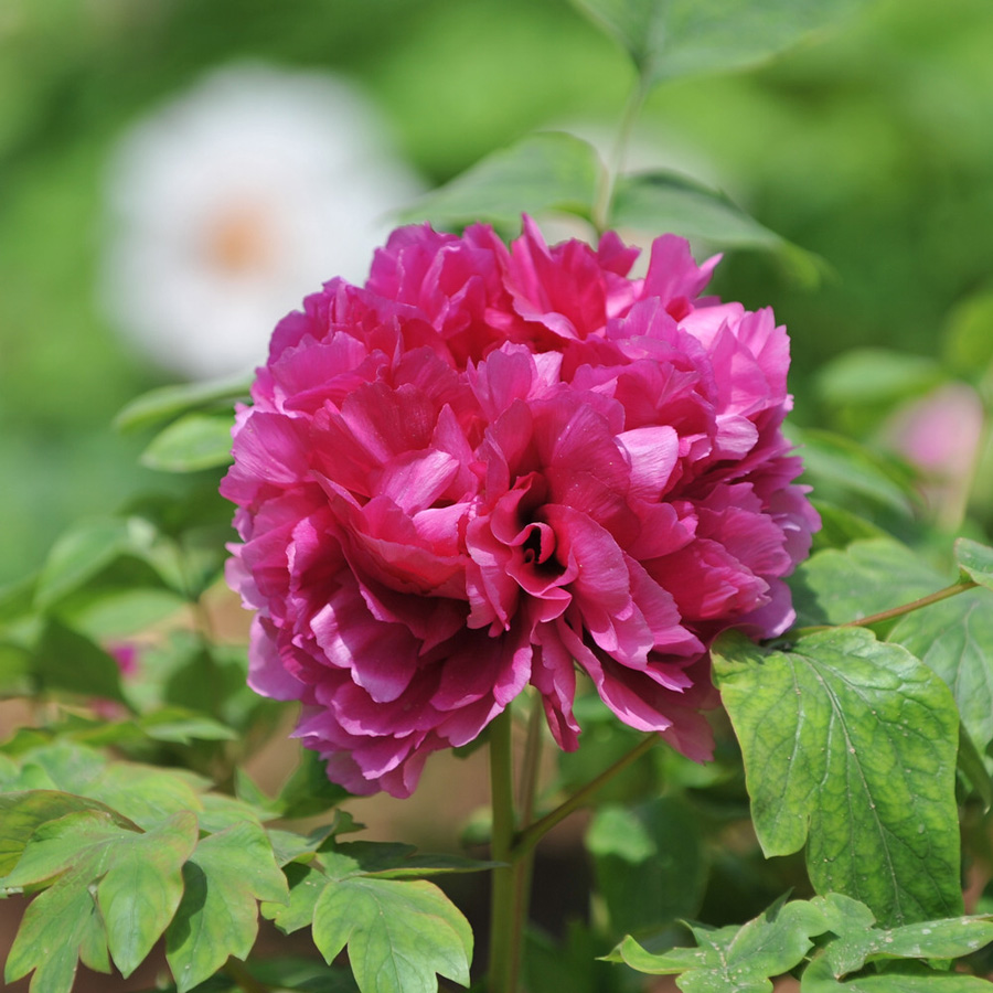 30th Luoyang Peony Festival - China.org.cn