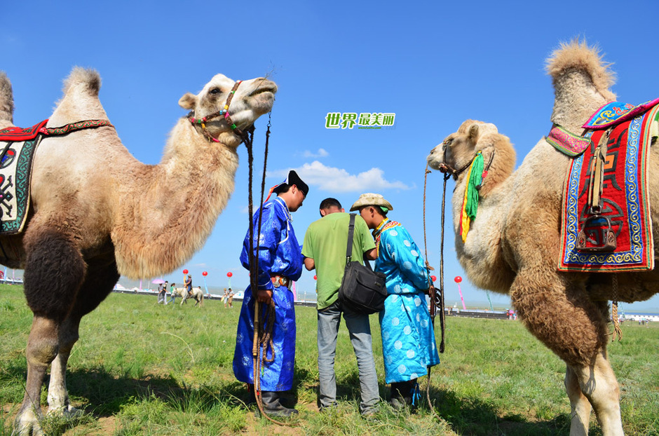 Amazing Xilingol Grassland in China - China.org.cn