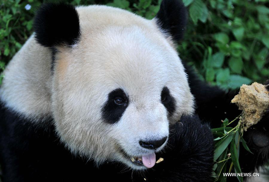 Pandas displaced by 2008 quake to return home- China.org.cn