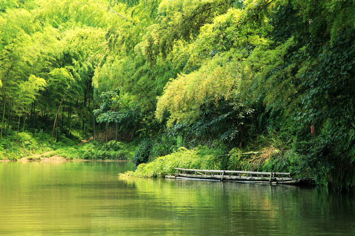 Fascinating scenery in Southern Sichuan Bamboo Forest - China.org.cn